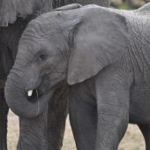  The Serengeti, TZ